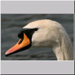 Cygnus olor - Hoeckerschwan 03.jpg